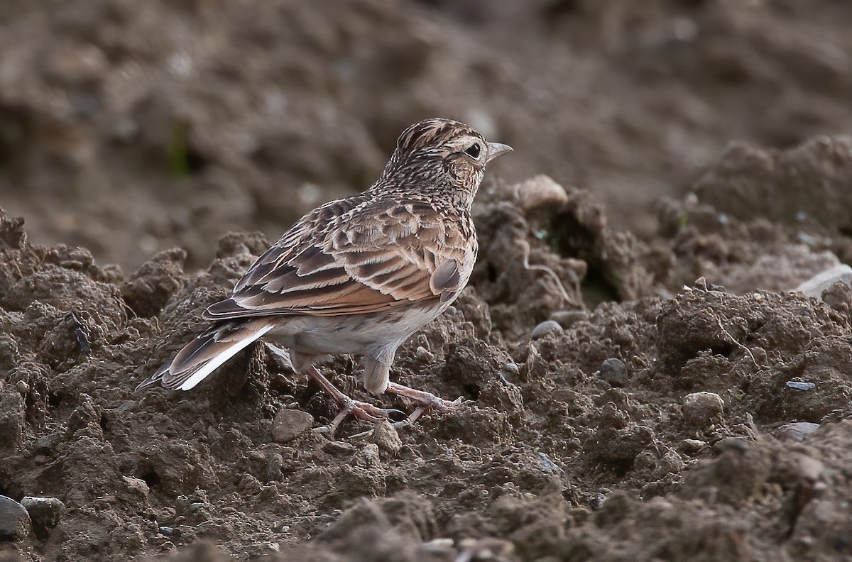 Eurasian Skylark (Far Eastern) - Chris Jones