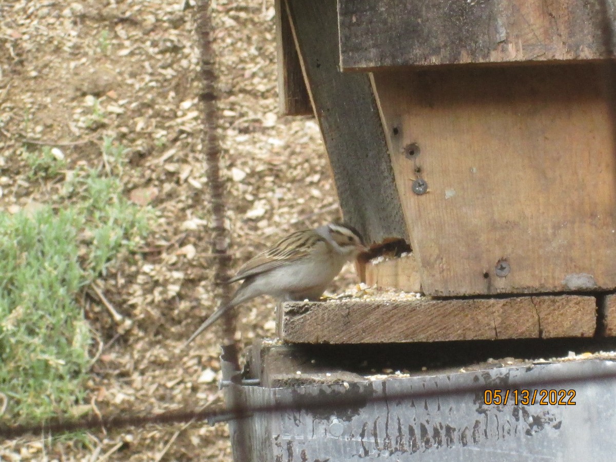 Clay-colored Sparrow - ML448296541