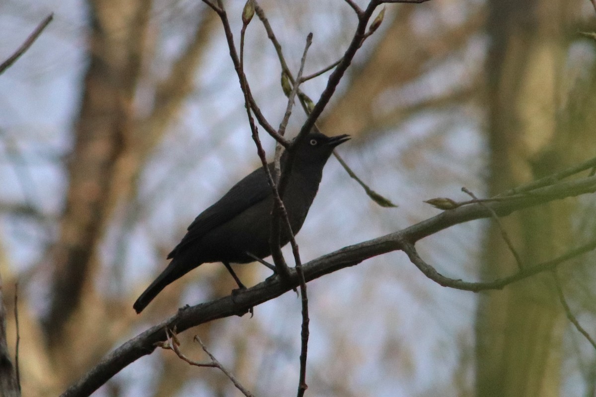 Rusty Blackbird - ML448296761