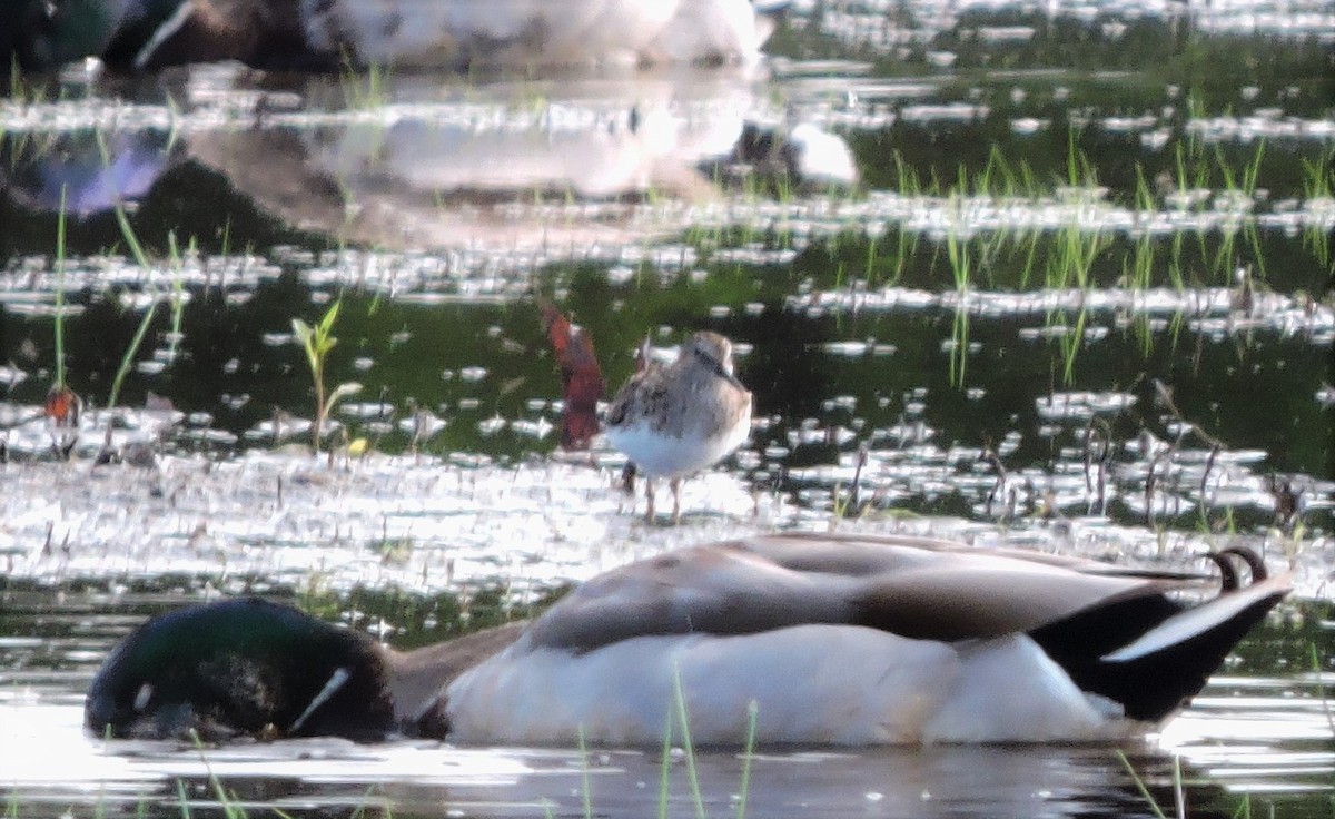 Calidris sp. (petit bécasseau sp.) - ML448297191