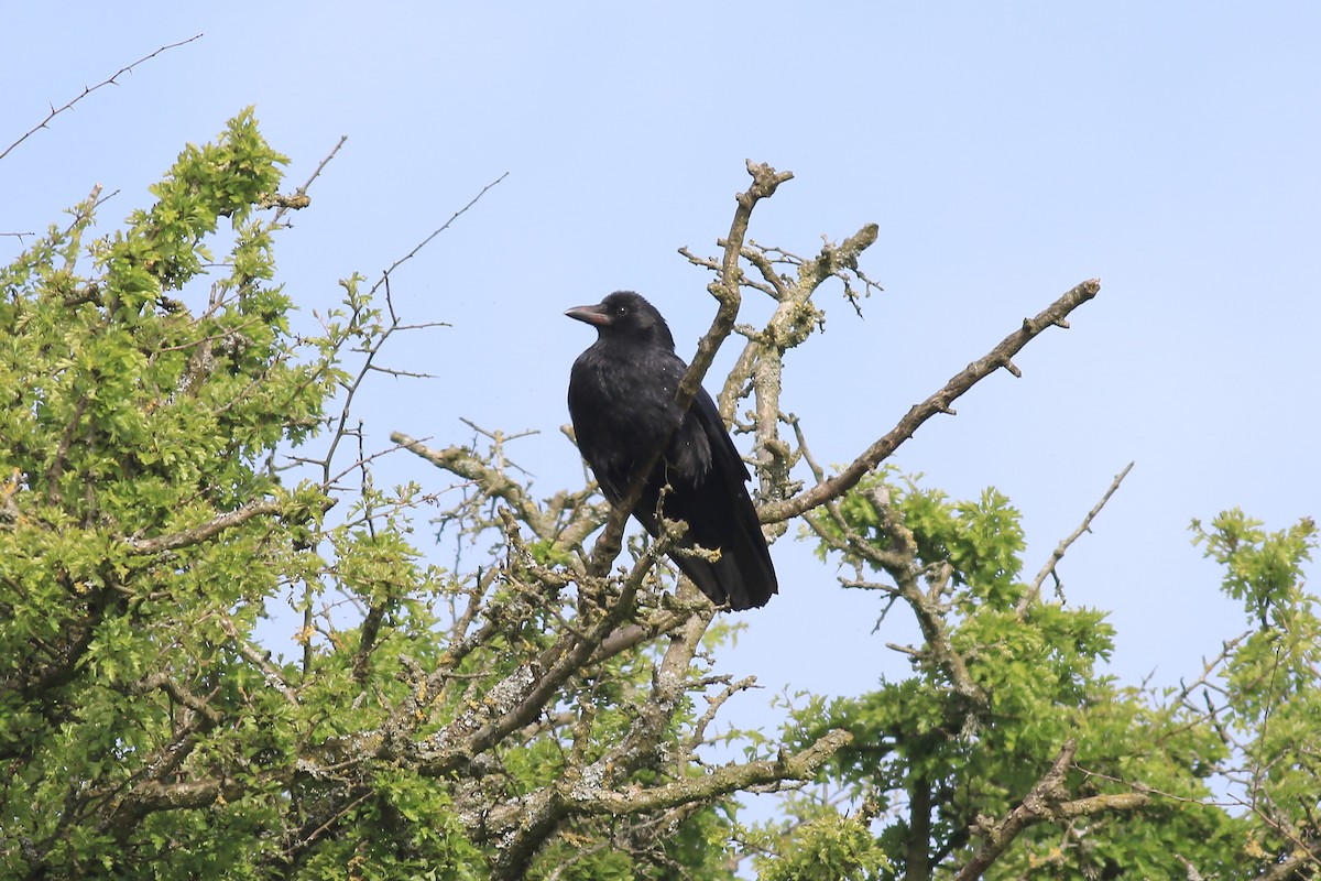 Carrion Crow - Ray Scally