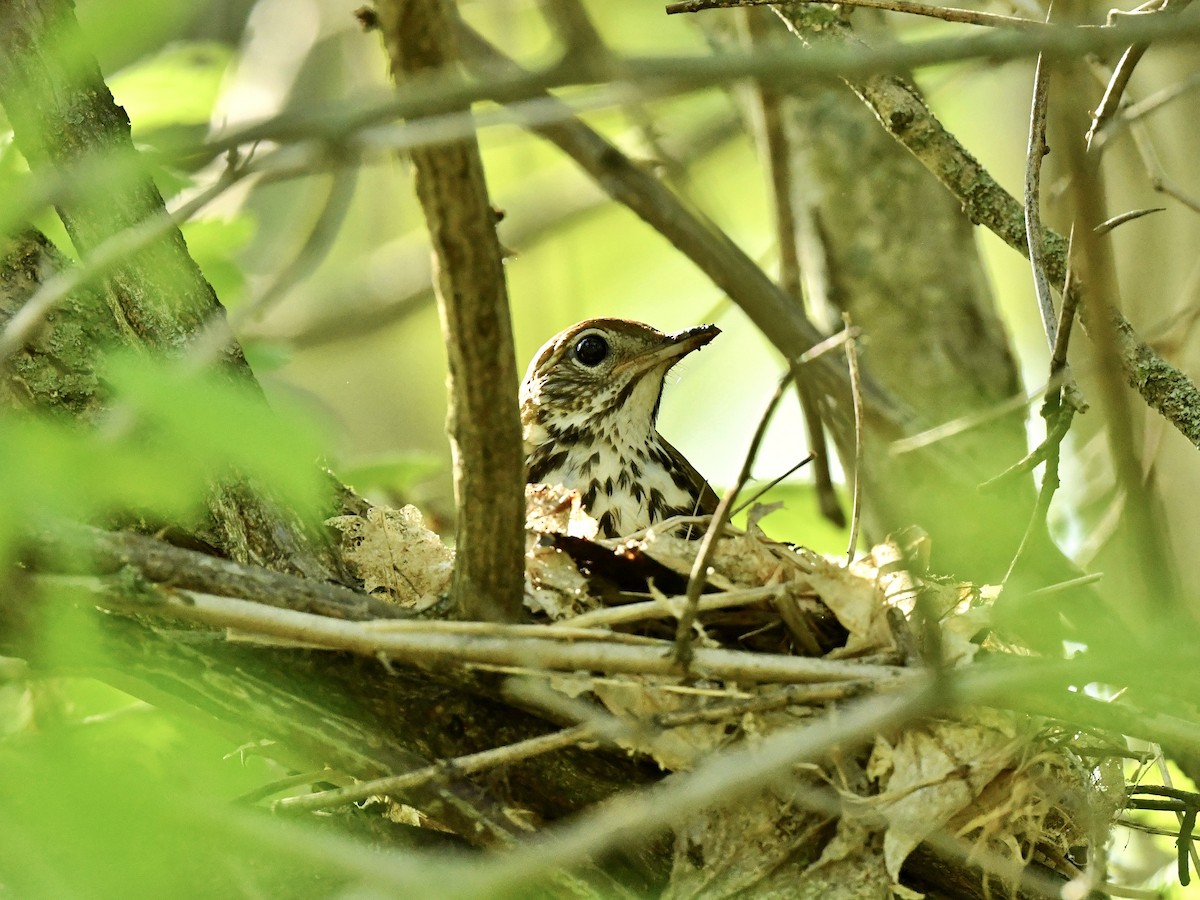 Wood Thrush - Bill Massaro