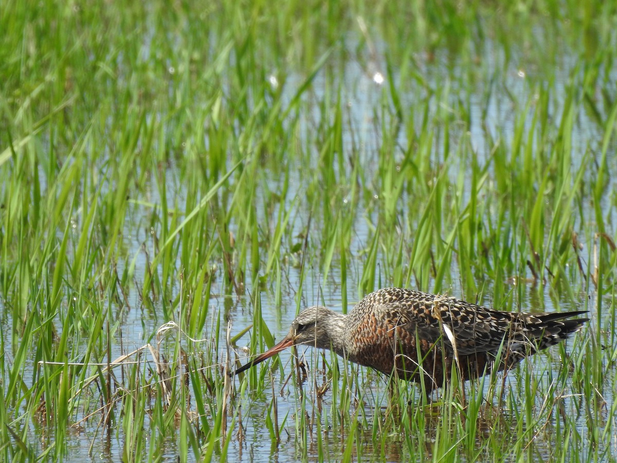 Hudsonian Godwit - ML448299191