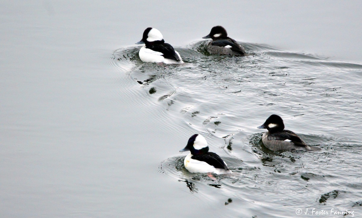 Bufflehead - ML44829921