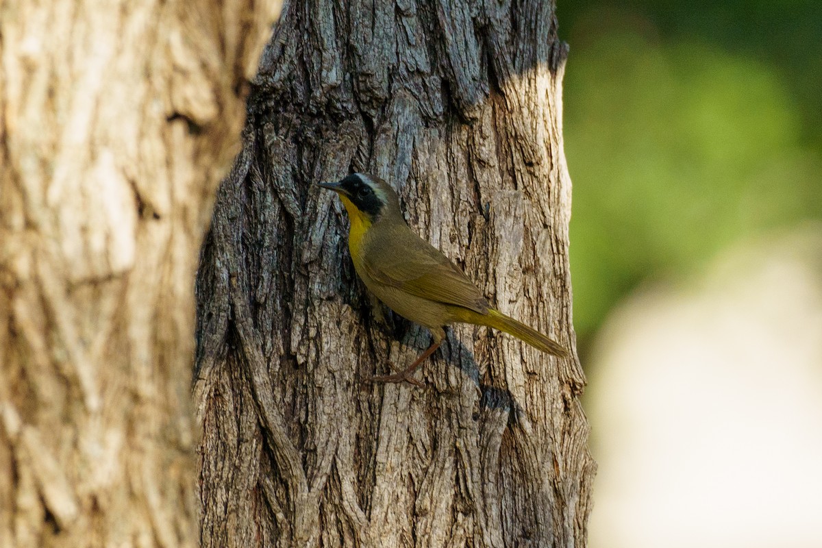 Common Yellowthroat - ML448300061