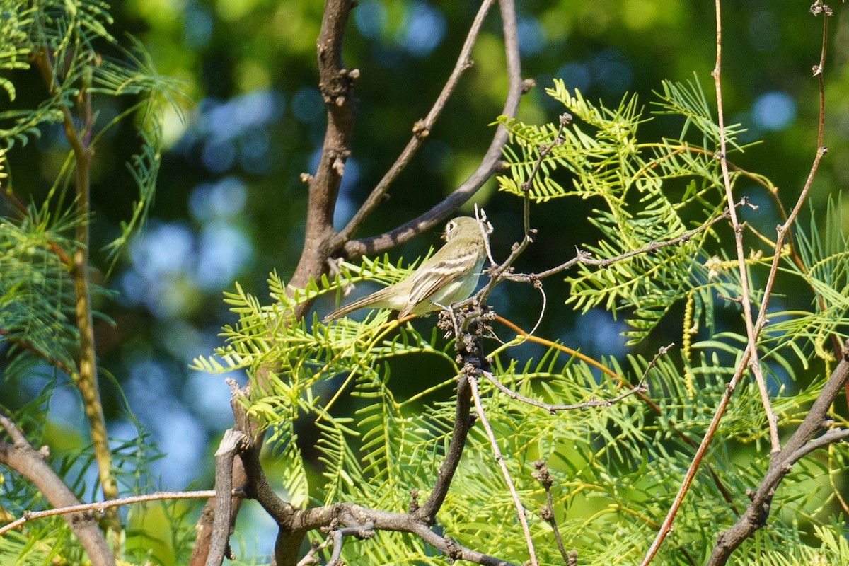 new world flycatcher sp. - ML448300071