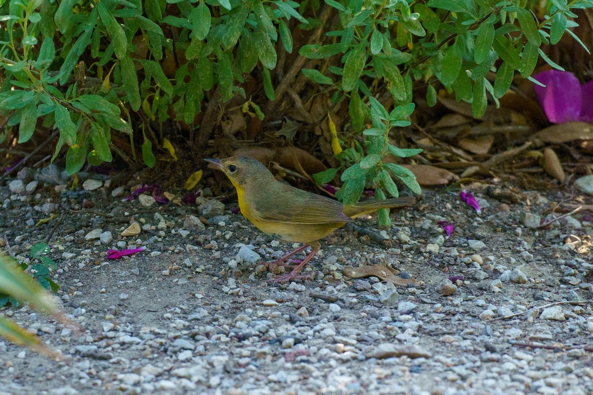 new world warbler sp. - ML448300131