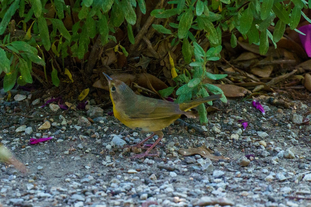 new world warbler sp. - ML448300251