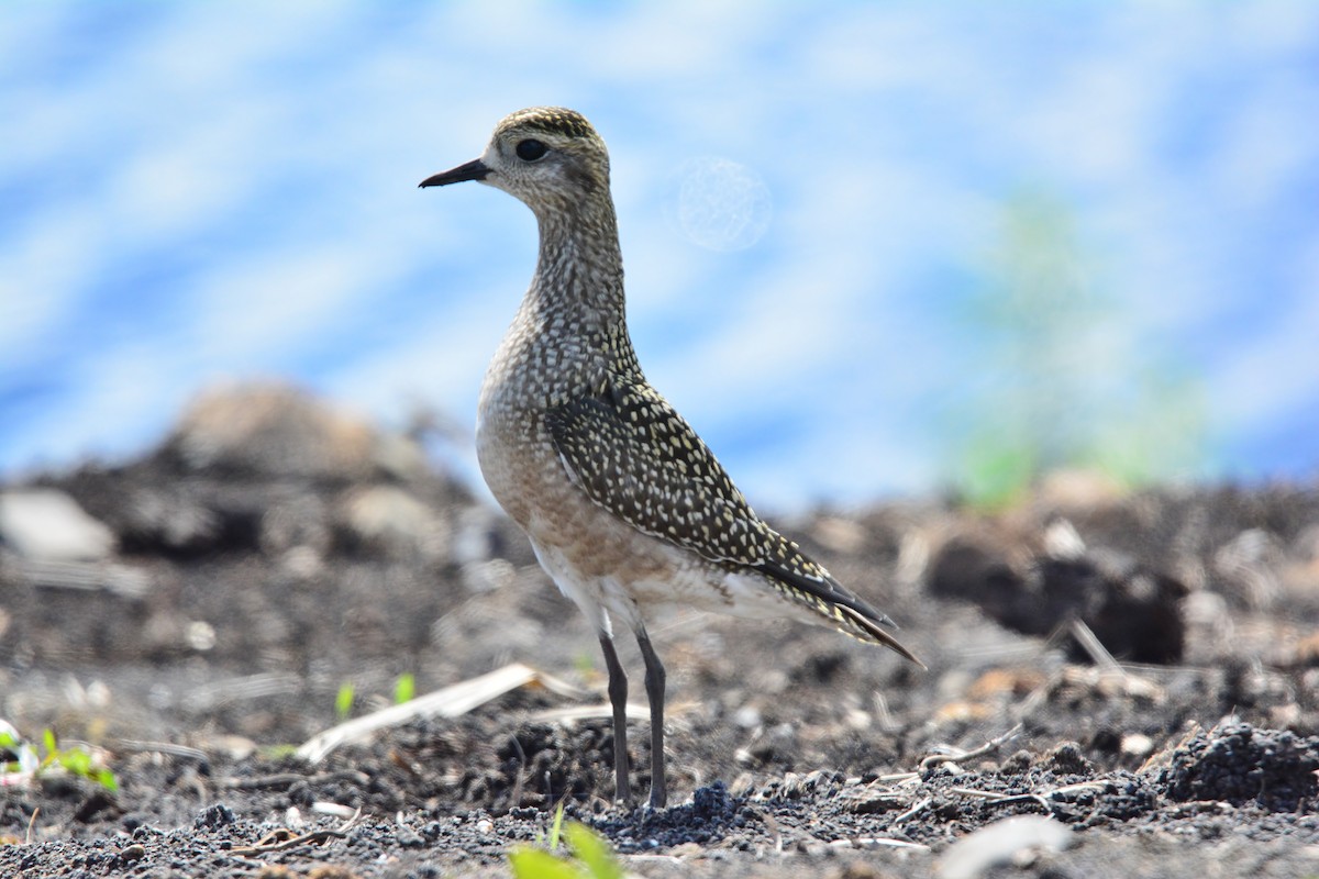 American Golden-Plover - ML44830041