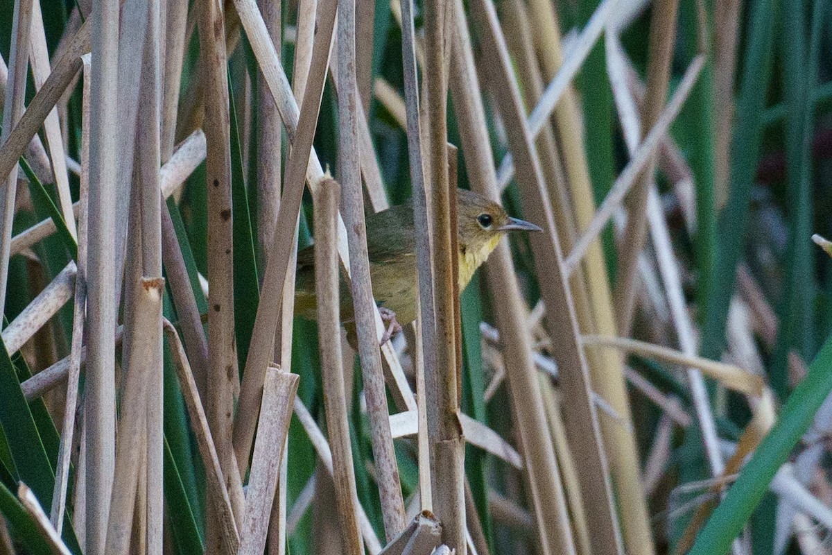 new world warbler sp. - ML448300881