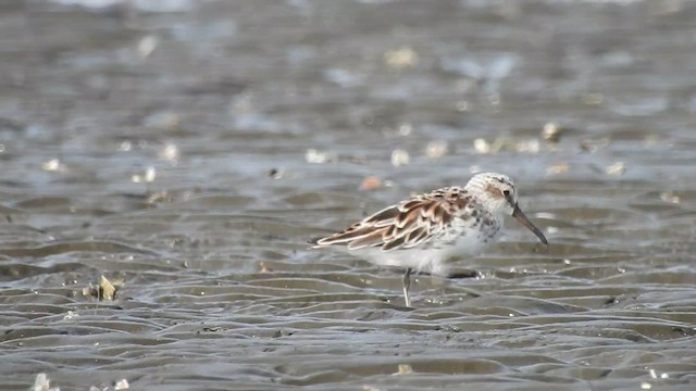 Broad-billed Sandpiper - ML448302561