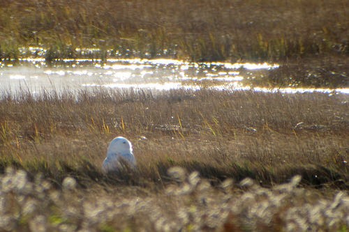 Snowy Owl - Larry Clarfeld