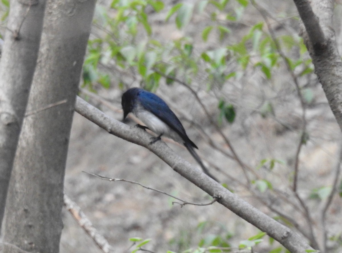 White-bellied Drongo - ML448302641