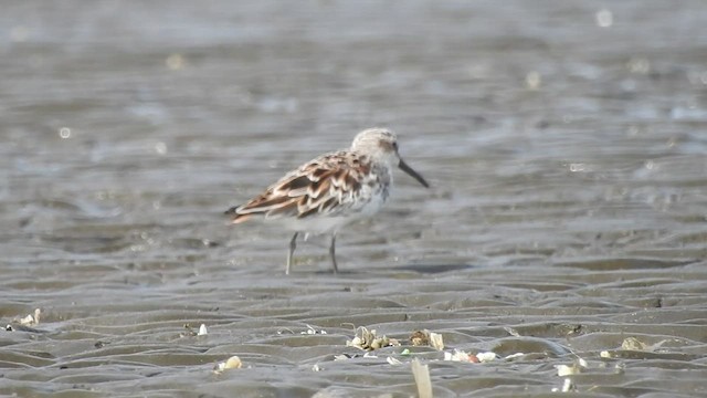 Broad-billed Sandpiper - ML448302811