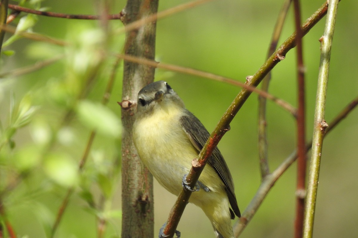 Philadelphia Vireo - ML448302941