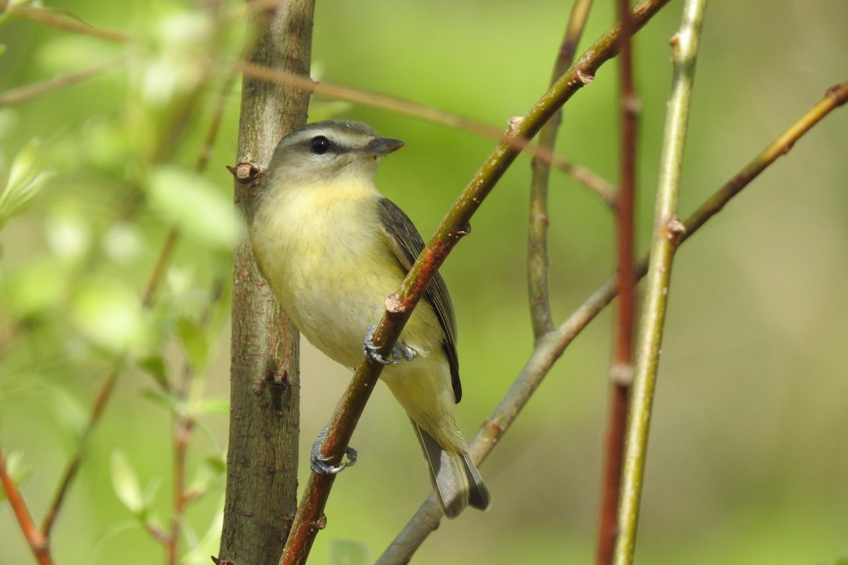 Philadelphia Vireo - ML448302951