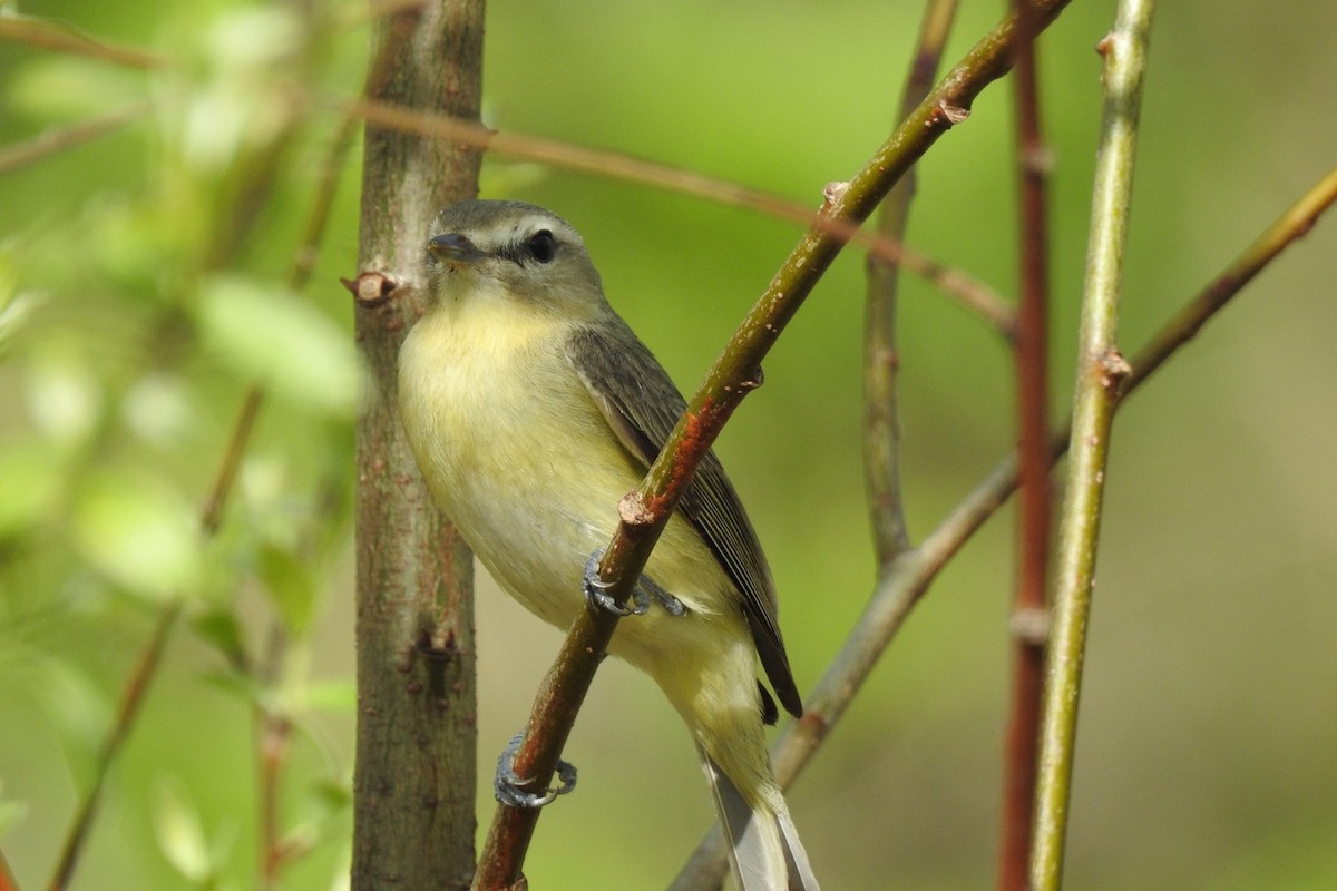 Philadelphia Vireo - ML448302961