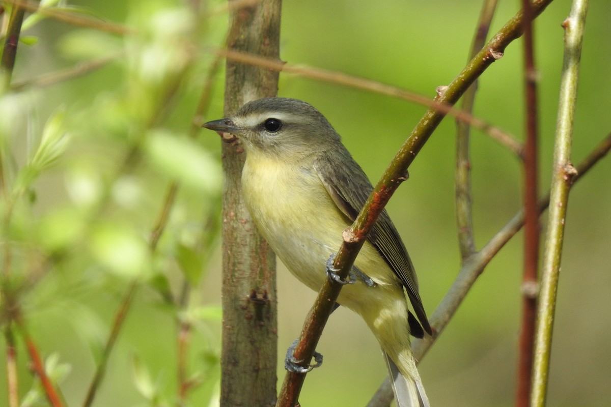 Philadelphia Vireo - ML448302971