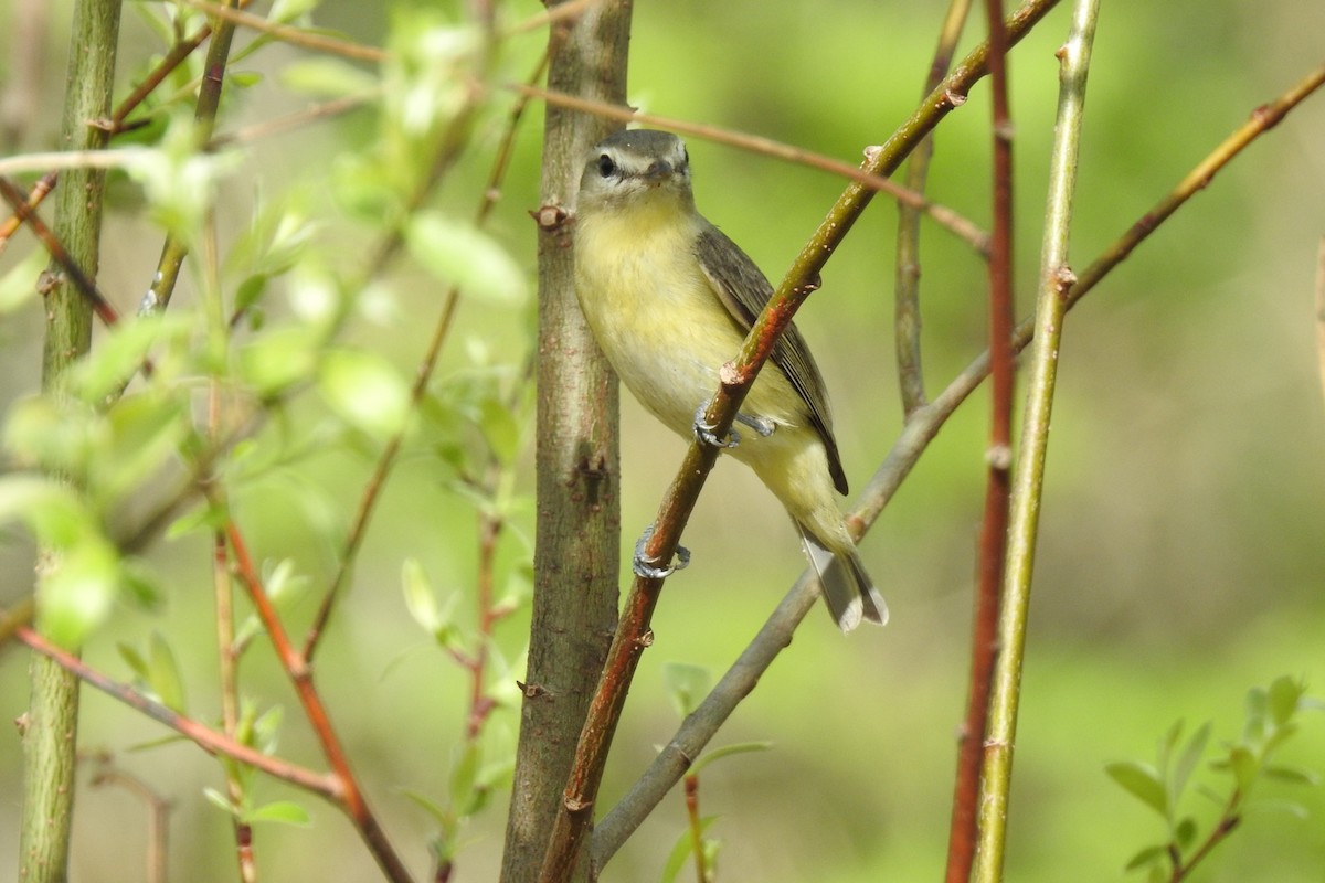 Philadelphia Vireo - ML448302991