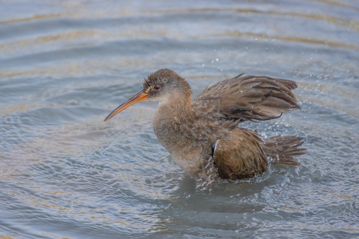 Clapper Rail (Atlantic Coast) - Jared Conaway