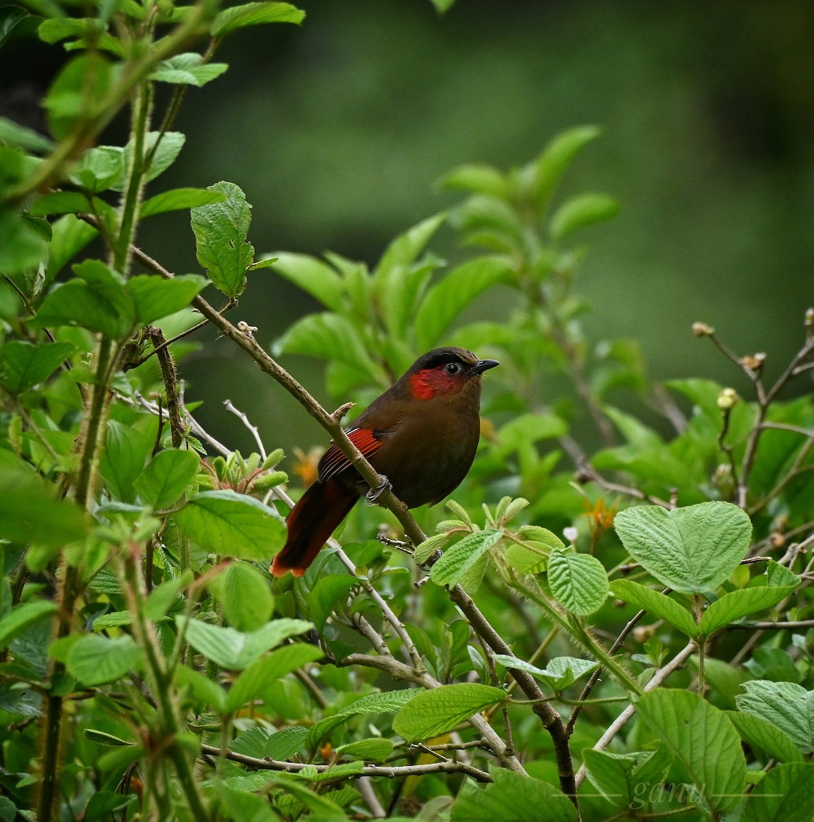 Red-faced Liocichla - ML448304311