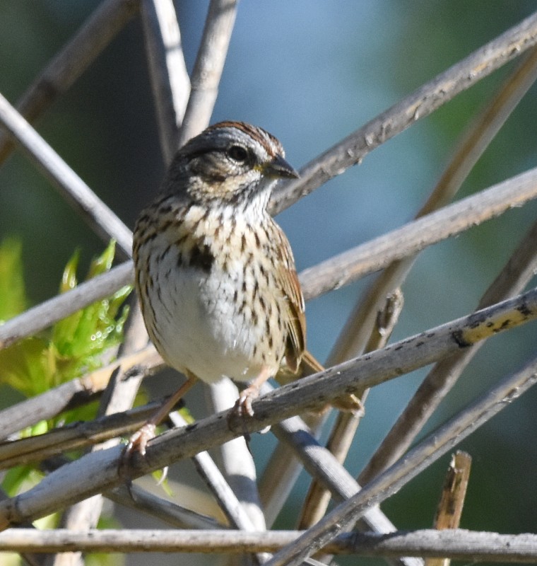 Lincoln's Sparrow - Regis Fortin