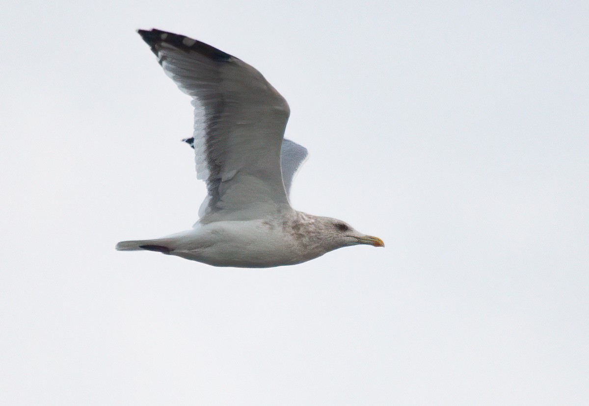 Herring Gull (Vega) - ML448308421