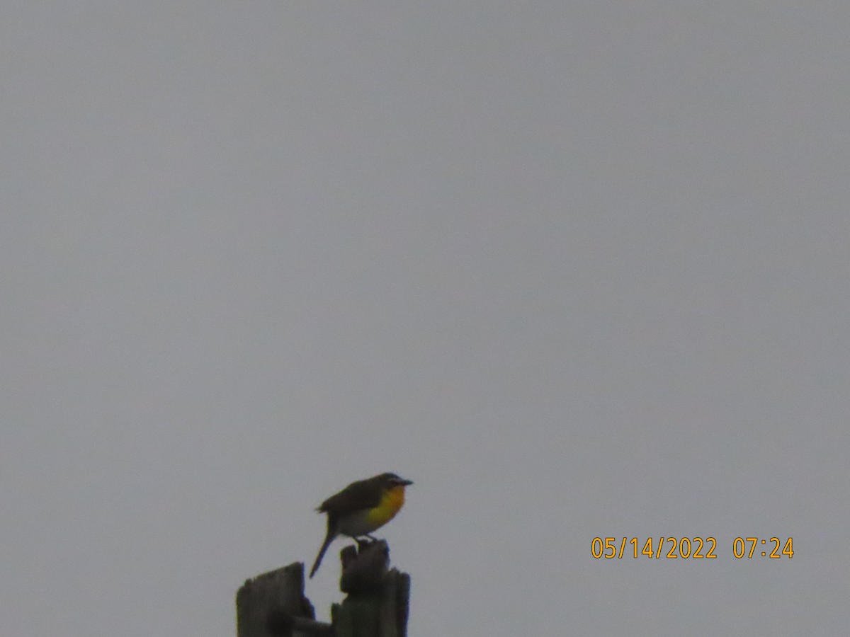 Yellow-breasted Chat - P.W. Boyd