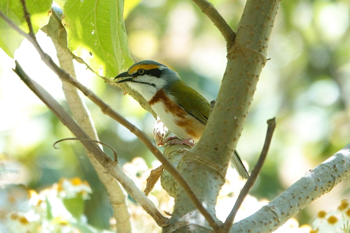 Chestnut-sided Shrike-Vireo - ML448311741