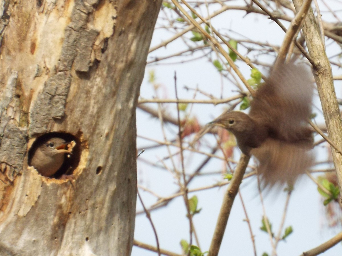 Northern House Wren - ML448312051
