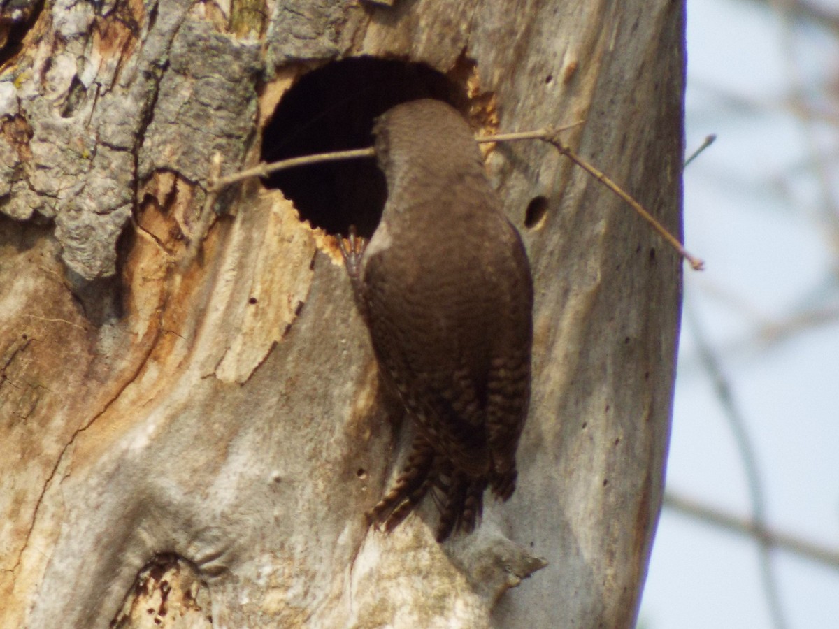 Northern House Wren - ML448312061