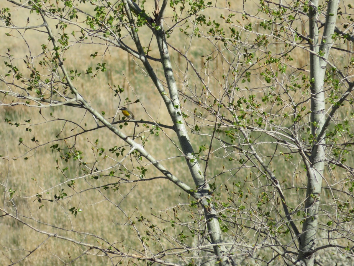 Yellow-breasted Chat - ML448313281