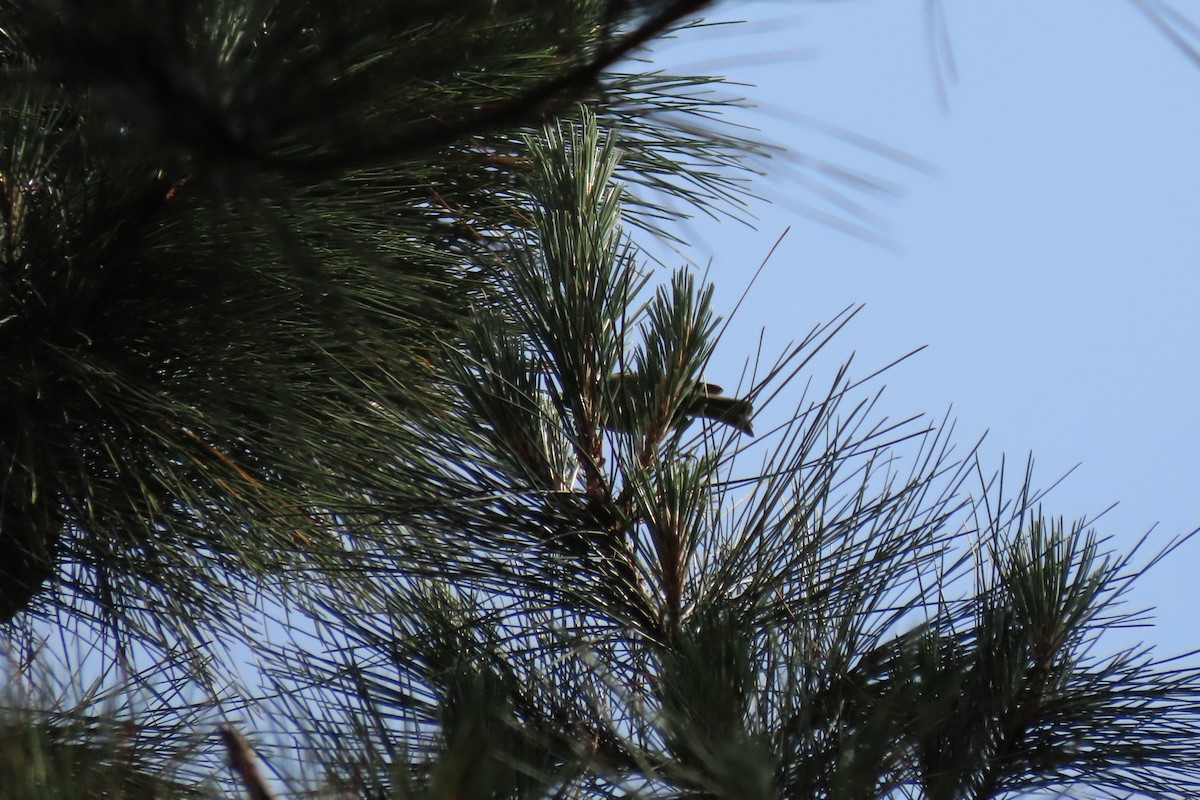 Goldcrest - ML448313611