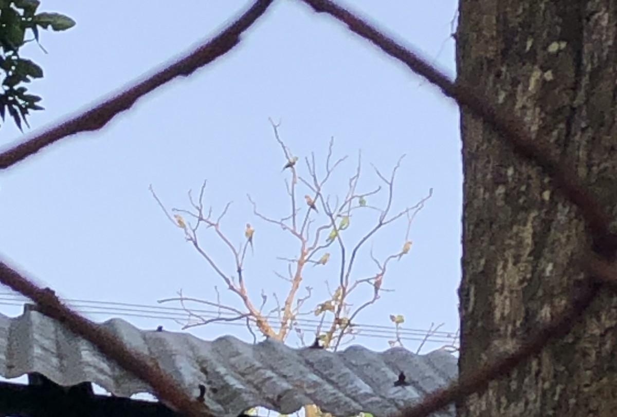 Red-breasted Parakeet - ML448313891