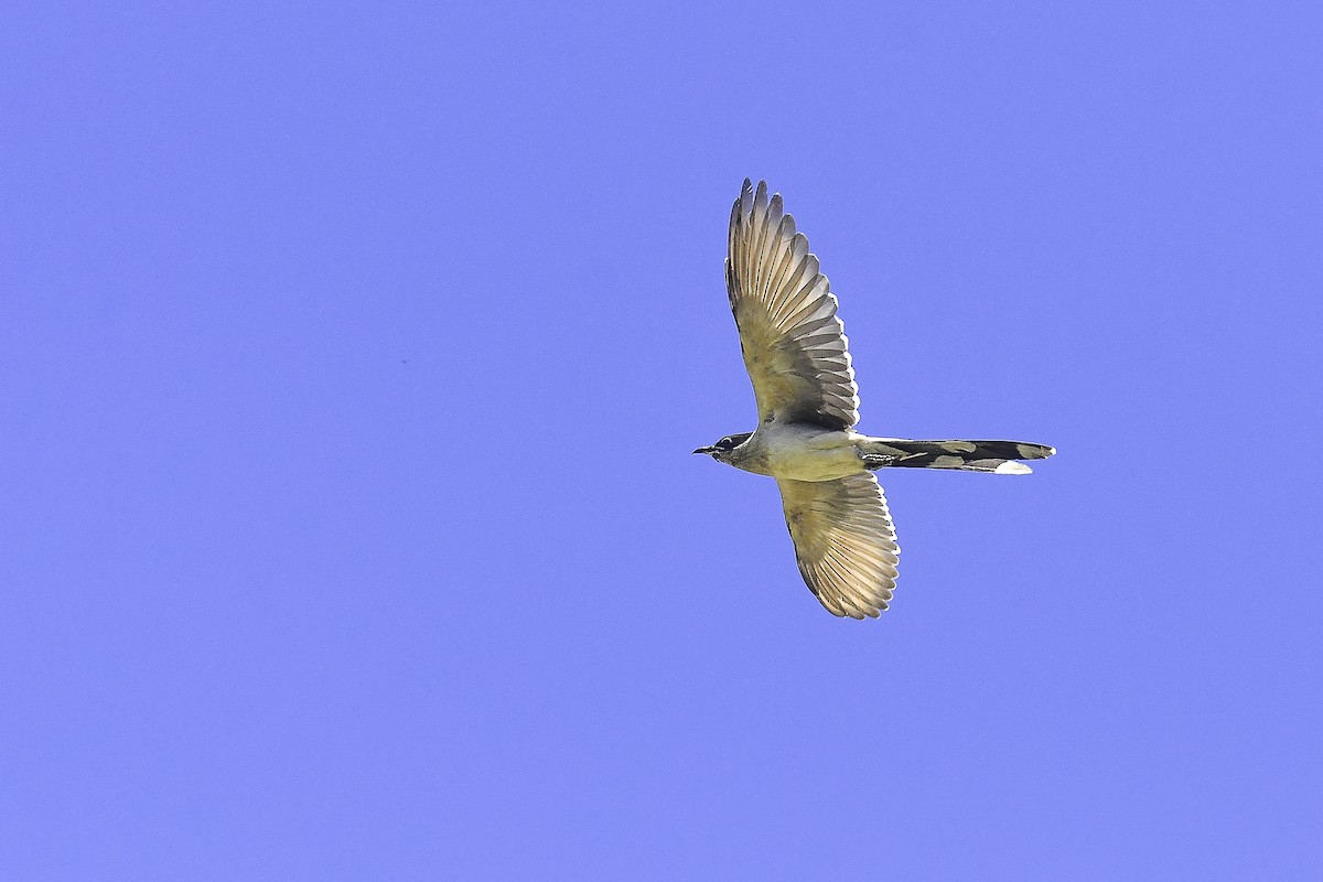 Great Spotted Cuckoo - ML448313921