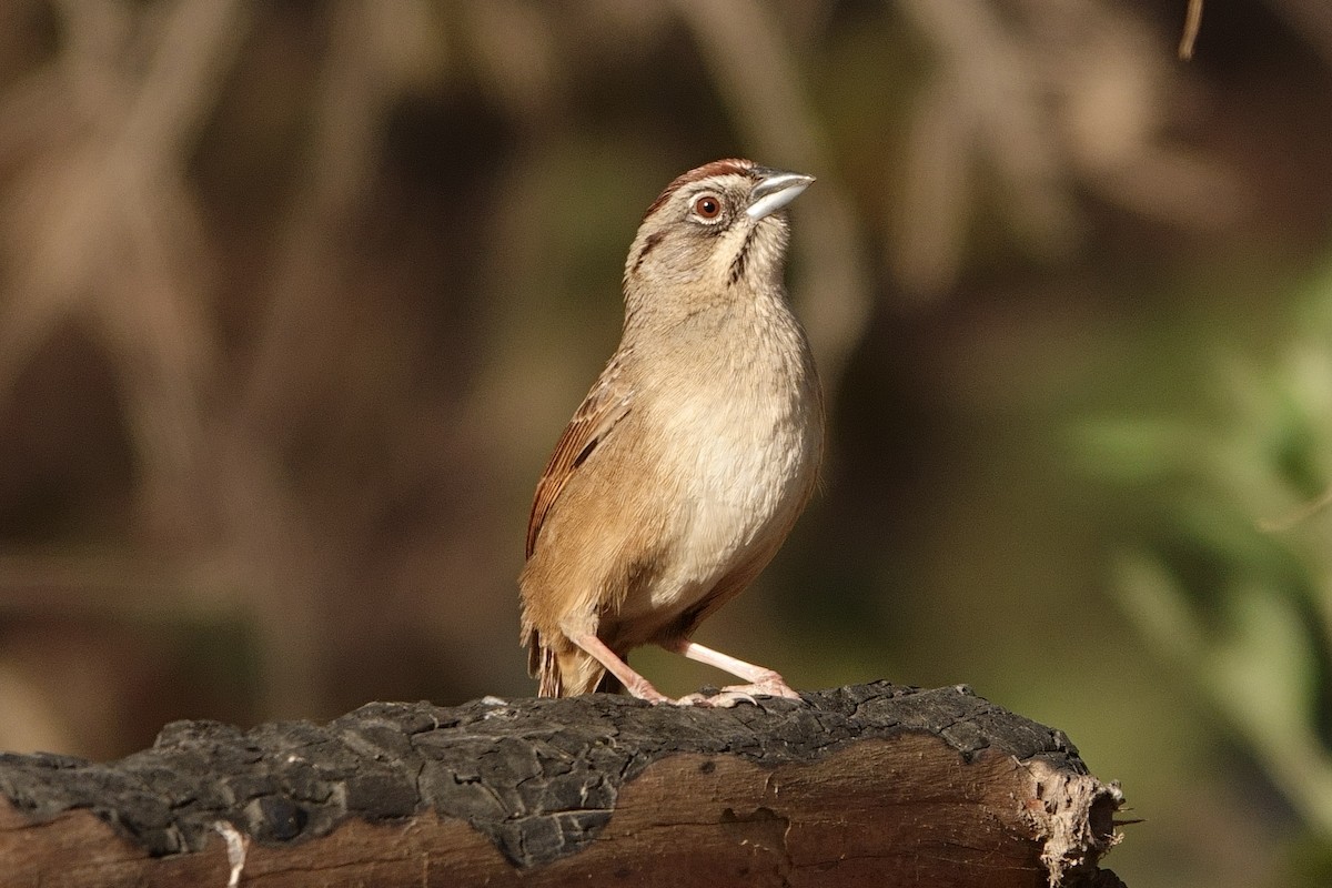 Rusty Sparrow - Paul Holmes