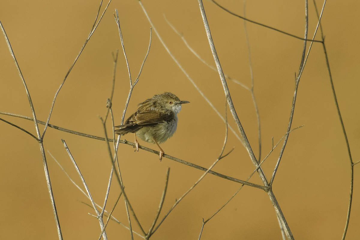 Graceful Prinia - ML448313971