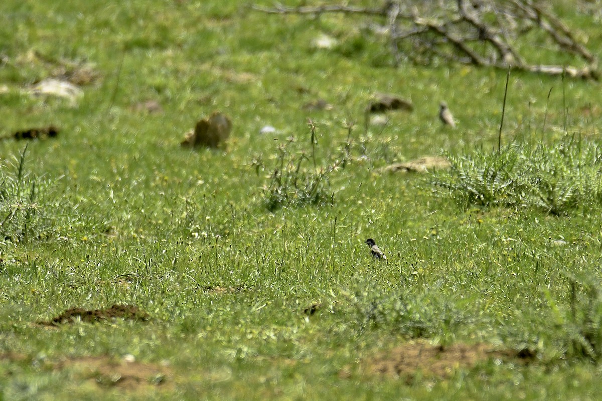 ירגזי חרמון - ML448314371