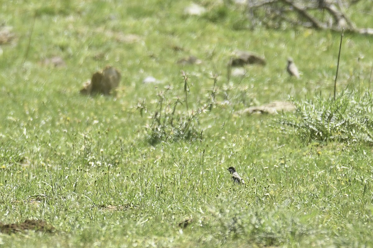 ירגזי חרמון - ML448314401