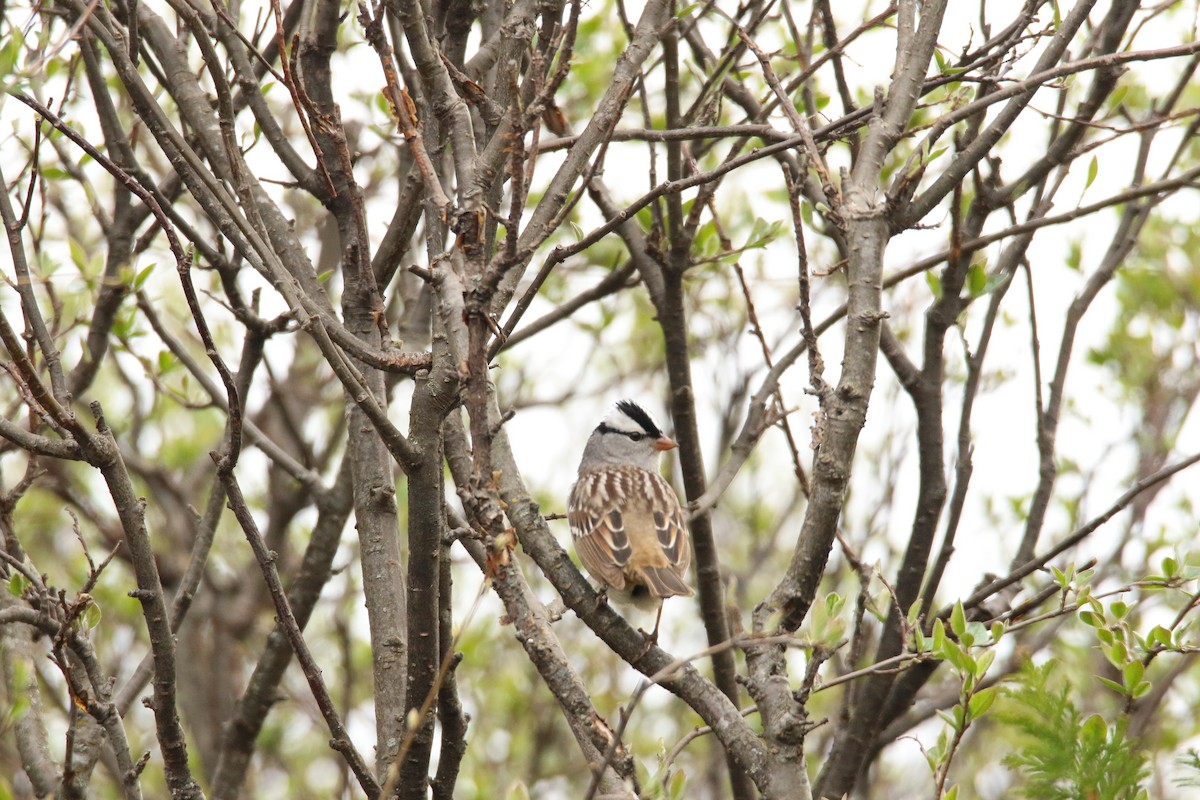 White-crowned Sparrow - ML448314731