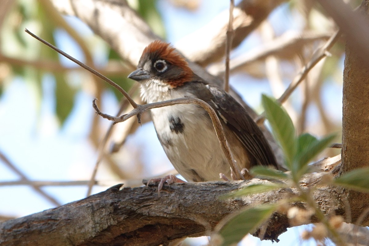 Rusty-crowned Ground-Sparrow - Paul Holmes