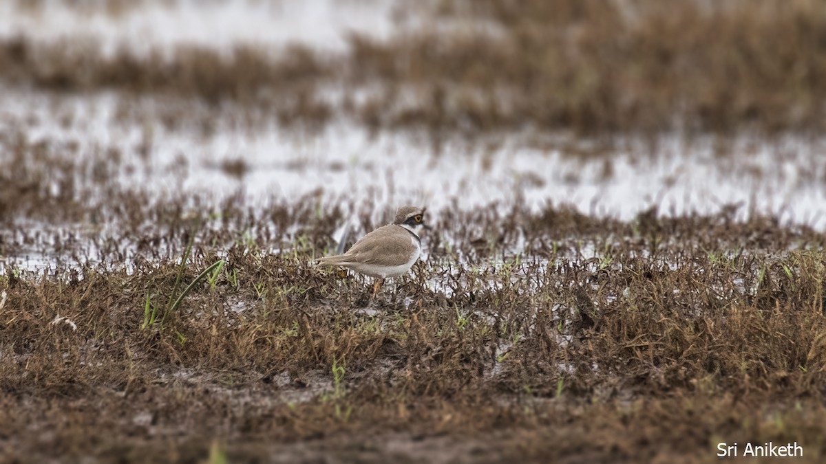 Corriere piccolo - ML448316661