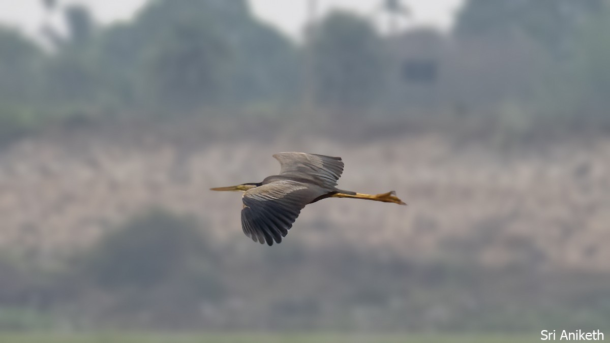 Airone rosso - ML448316851