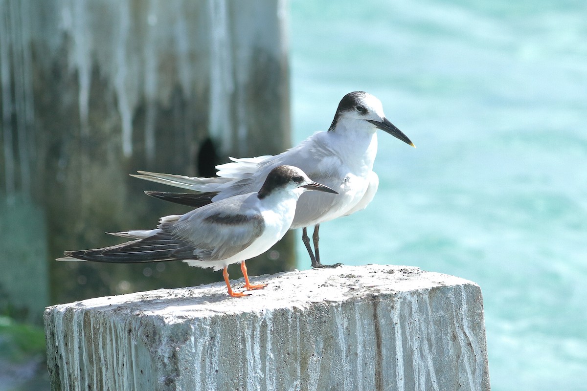 Common Tern - ML448316991