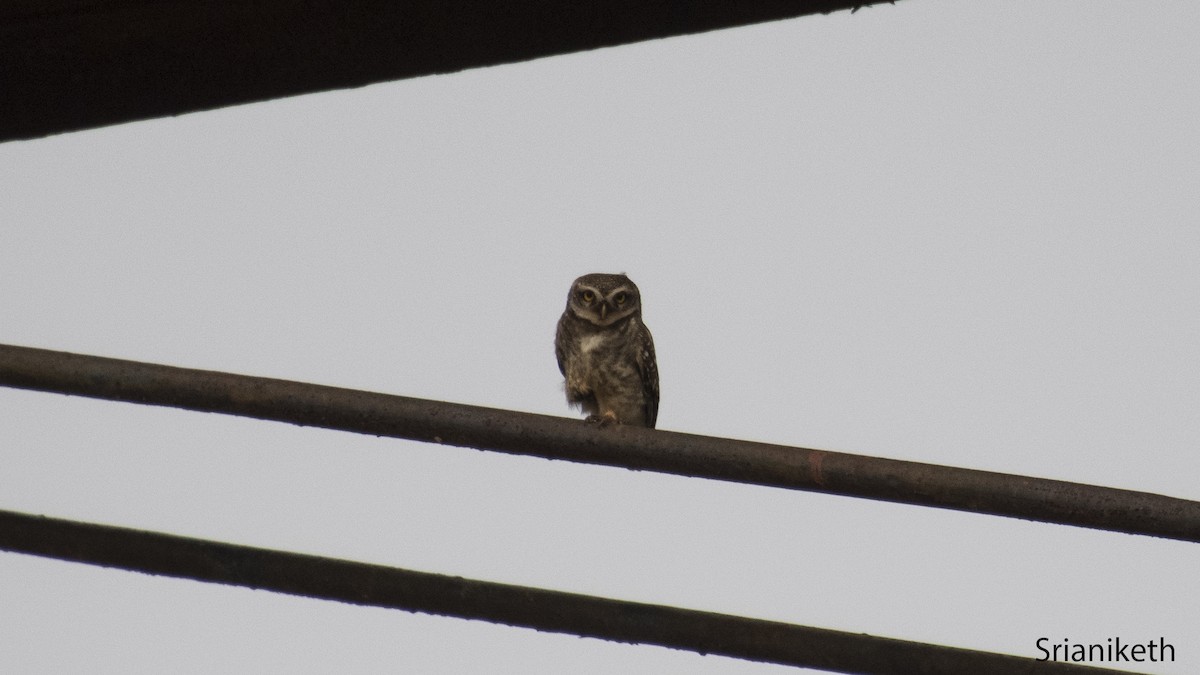 Spotted Owlet - ML448317041