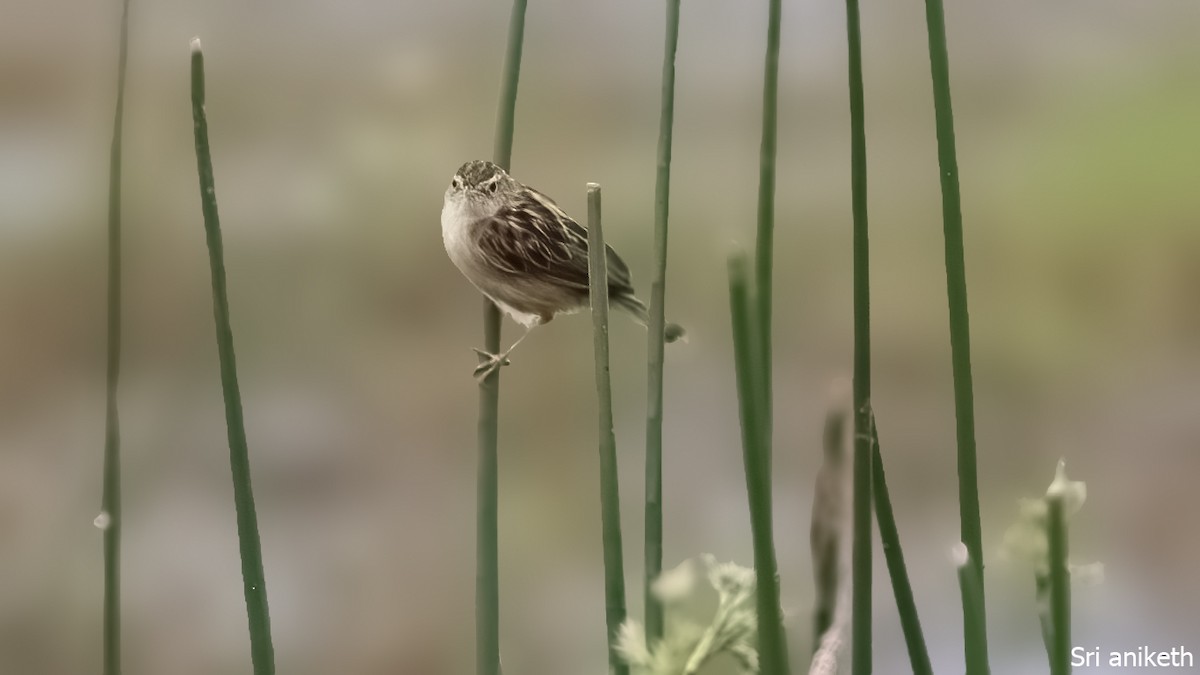 Beccamoschino - ML448317101