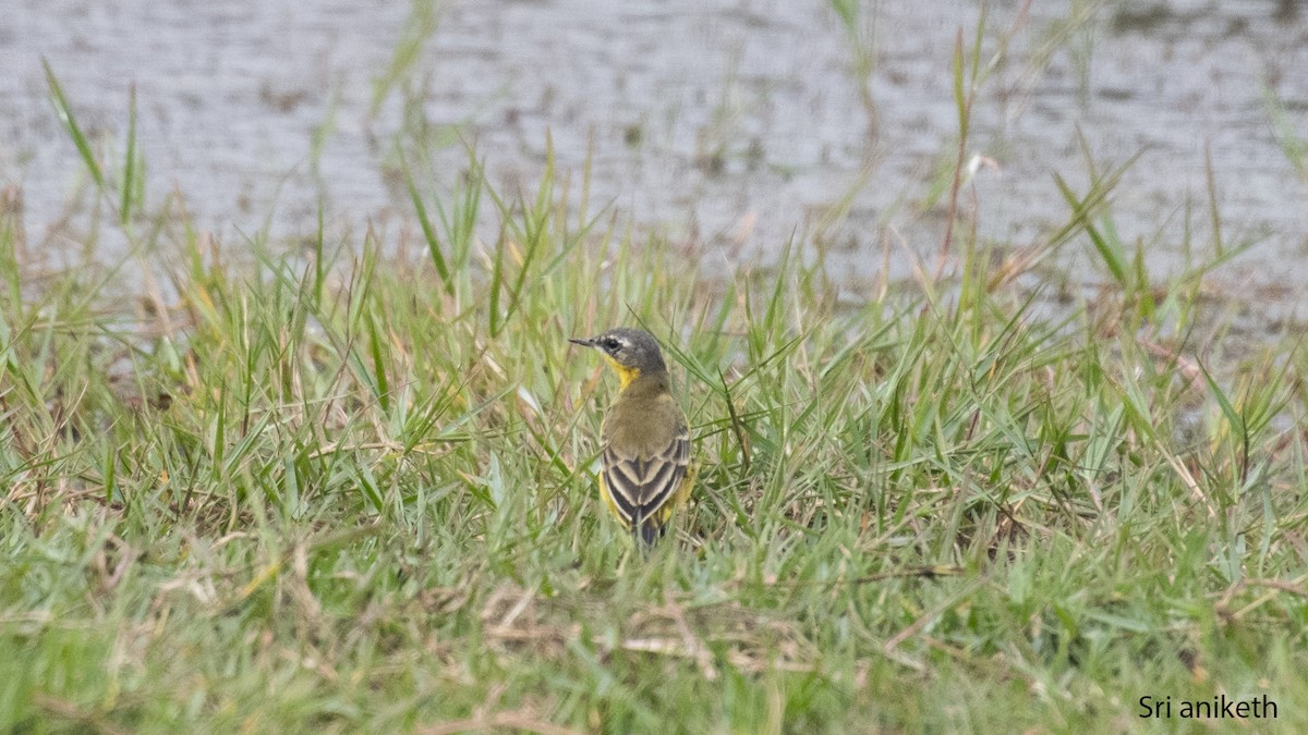 Cutrettola - ML448317311