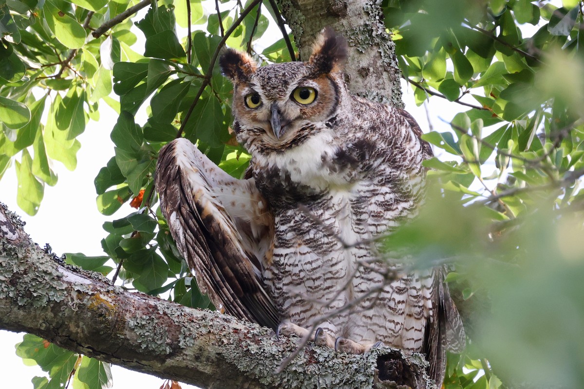 Great Horned Owl - ML448317731
