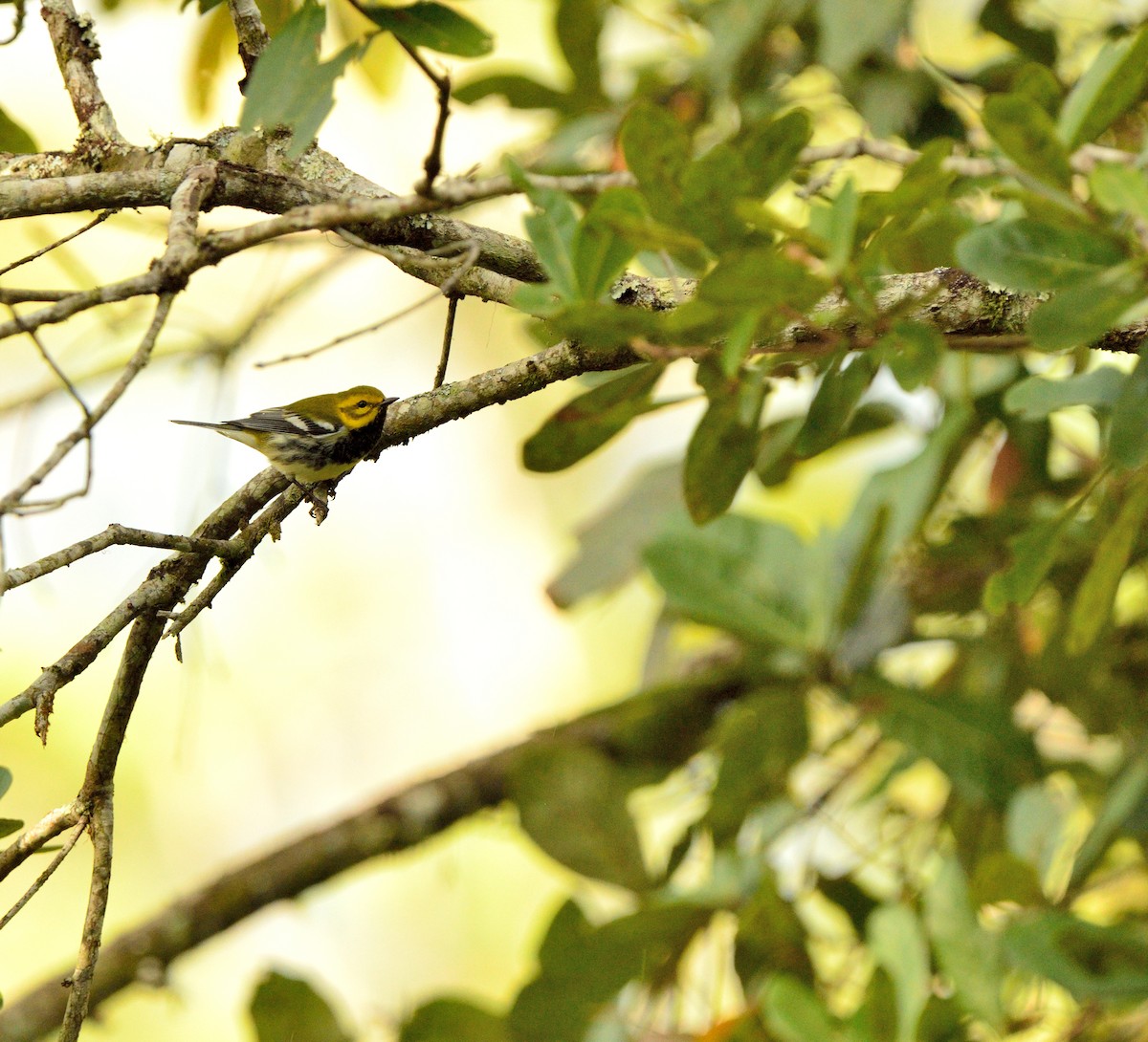 Black-throated Green Warbler - ML44831781