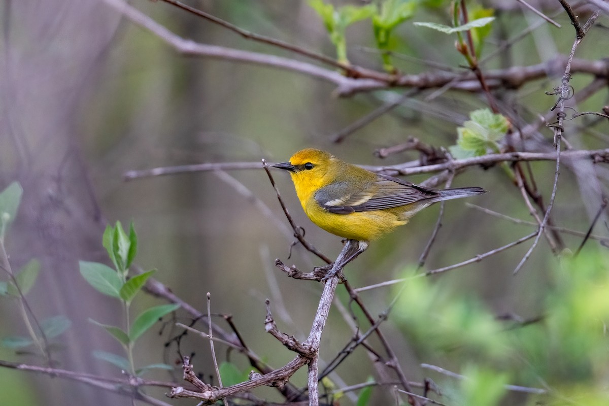 Blauflügel-Waldsänger - ML448317981